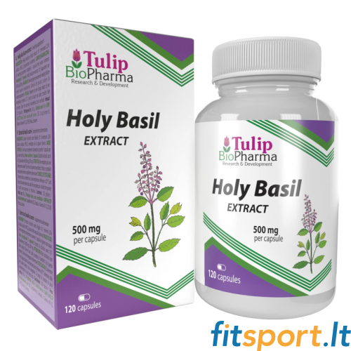 Tulip BioPharma Holy Basil 120 caps. (10:1 Extract) 